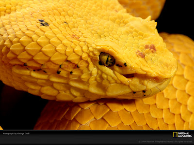 Eyelash Viper - Yellow Snake