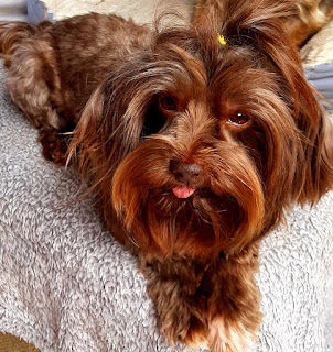 relaxed and cute chocolate yorkshire terrier