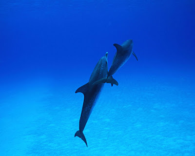 Fotos de Delfines - Libres y Felices