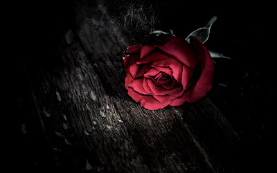 Red Rose Photos for Valentine's Day