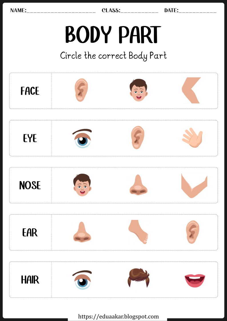 Body Parts worksheets for Kids