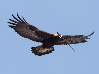 golden eagle in flight carrying a stick