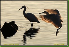 Draycote Waters - October