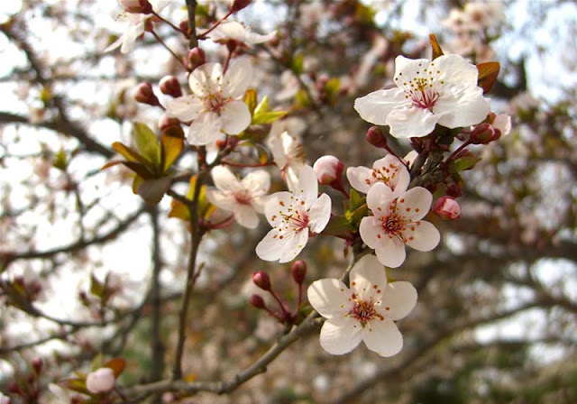 Cherry Plum Flowers Pictures