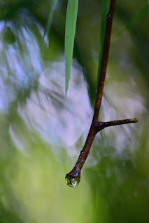 dew drop on bottom of a branch on bokeh background