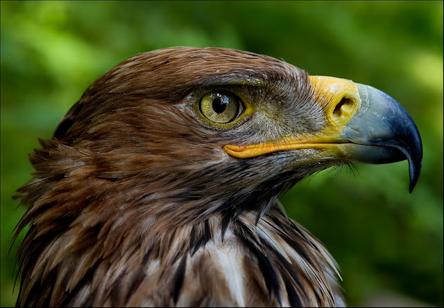 eagle