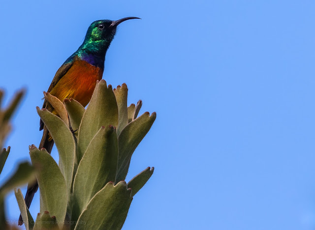Orange-Breasted Sunbird, Kirstenbosch Copyright Vernon Chalmers