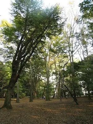 森林浴