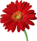 Red_Gerber_ Daisy.png