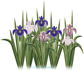 イラスト無料ddbank新着更新情報 ５月 端午の節句 こどもの日に使える 菖蒲 の花のフリー素材を新規アップ