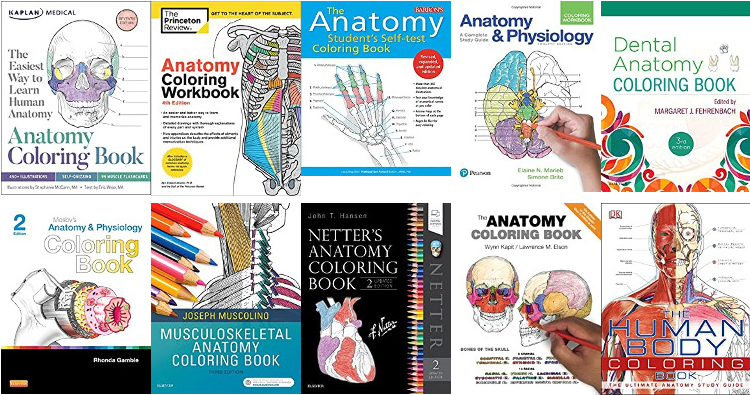 Download Anatomy Coloring Book Pdf