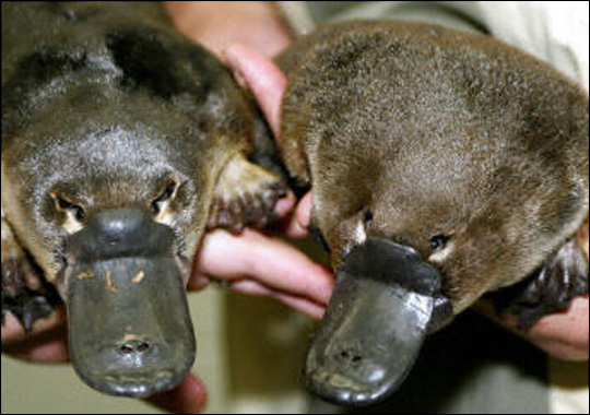 Platypus