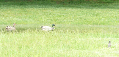 ducks and a grackle