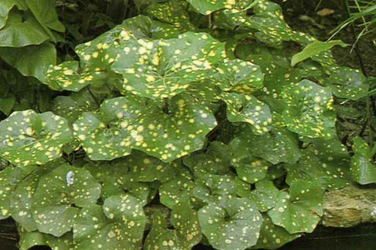 columnea goldfish plant. Ligularia - Leopard Plant