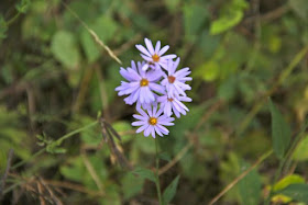 locally grown Autumn Asters