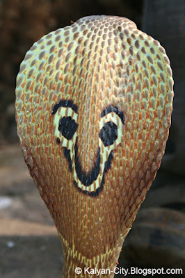  Pictures Indian Cobra Spectacled Cobra Naja Naja  Indian Cobra Spectacled Cobra Common Cobra Naja Naja Photo