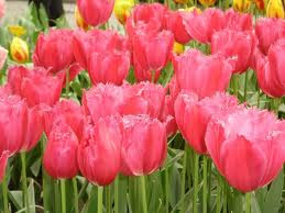  GAMBAR  BUNGA  BUNGA  TULIP 