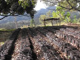 Kopi dari Perusahaan Kopi Pulau St. Helena