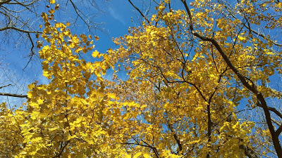 fall leaves blue sky