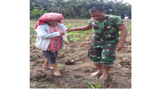 Babinsa Sertu B. Damanik Dampingi Petani Tanam Jagung di Batang Kuis