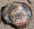 FOSSIL