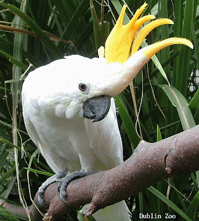 cacatúa 