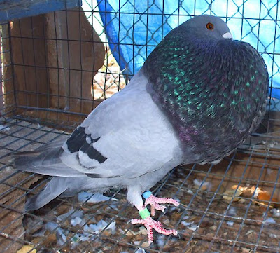 Gaditano Pouter Pigeon