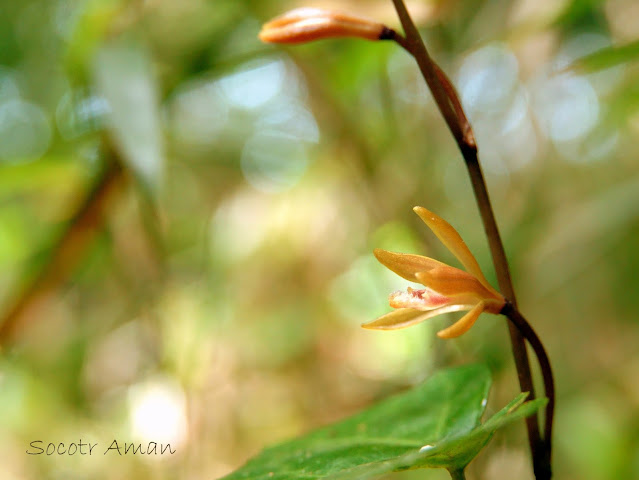 Lecanorchis suginoana