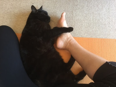 black cat, yoga cat, Darweesh