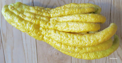 Buddha's hand citron, Citron medica var. sarcodactylis