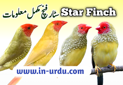 Star finch