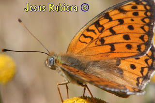 Argynnis niobe