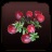 Cranberries