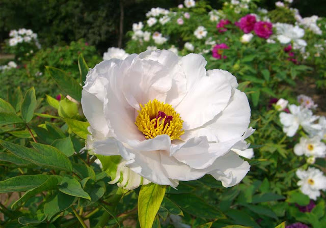 Peony Flowers Pictures