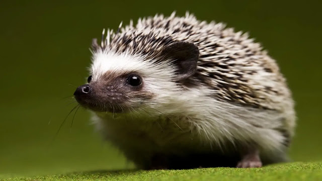 Hedgehogs