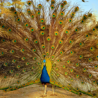 Catatan Engz 10 Gambar Burung  Merak  Indah dan Cantik