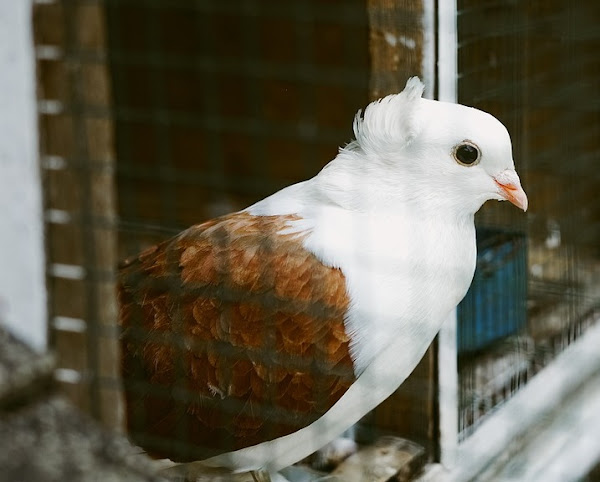 old german owl pigeon, old german owl pigeons, about old german owl pigeon, old german owl pigeon appearance, old german owl pigeon breed info, old german owl pigeon breed facts, old german owl pigeon behavior, old german owl pigeon care, caring old german owl pigeon, old german owl pigeon color, old german owl pigeon characteristics, old german owl pigeon facts, old german owl pigeon for flying, old german owl pigeon for exhibition, old german owl pigeon history, old german owl pigeon info, old german owl pigeon images, old german owl pigeon lifespan, old german owl pigeon origin, old german owl pigeon photos, old german owl pigeon pictures, old german owl pigeon rarity, old german owl pigeon rearing, raising old german owl pigeon, old german owl pigeon size, old german owl pigeon temperament, old german owl pigeon tame, old german owl pigeon uses, old german owl pigeon varieties, old german owl pigeon weight