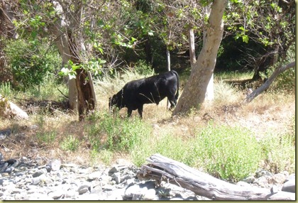 A Pete distraction!  A cow roaming free just a few feet from the creek where the dogs were playing.