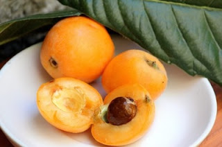 Loquat to Prevent Osteoporosis