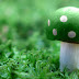 Green Mushroom Wallpapers