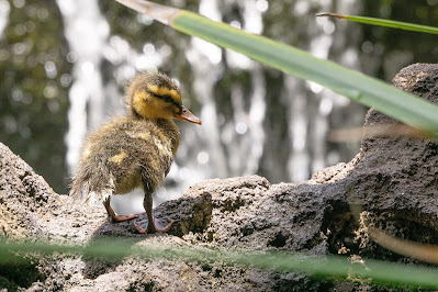 A duckling poses in front of a waterfall in Hawaii. August, 2019. © Evan's Studio