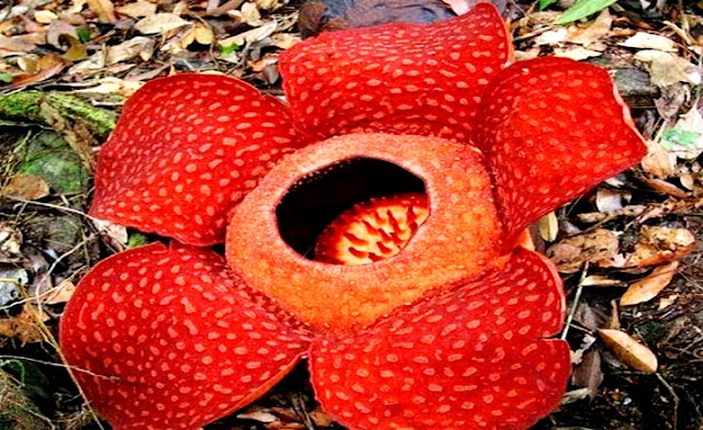  Bunga  Rafflesia Arnoldii Ternyata Bisa Dibudidayakan 