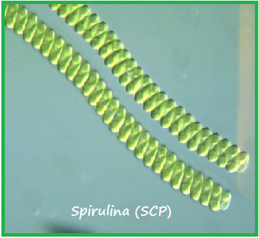 BIOLOGI GONZAGA: GANGGANG BIRU -CYANOBACTERIA