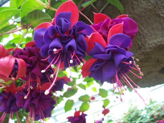 I loved the brilliant colours of this large fuschia flower