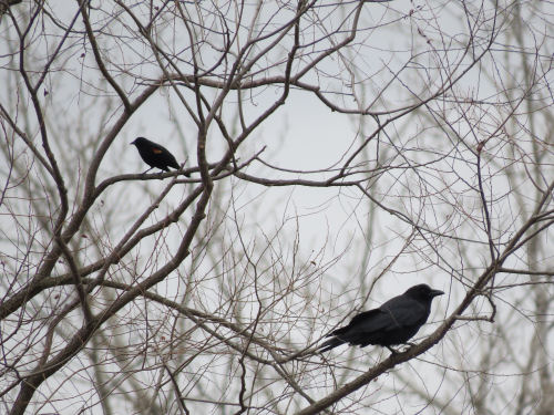 crow and blackbird