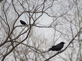crow and blackbird