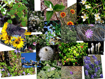 Wildflower collage