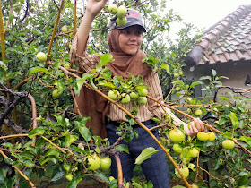 wisata petik apel kota Batu terbaik