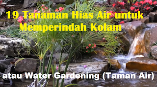 19 Tanaman Hias Air untuk Memperindah Kolam atau Water Gardening (Taman Air)