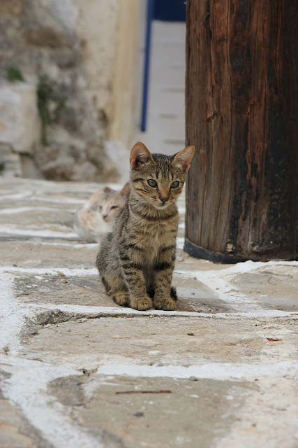 le bonheur des chats de paros une ile en grece